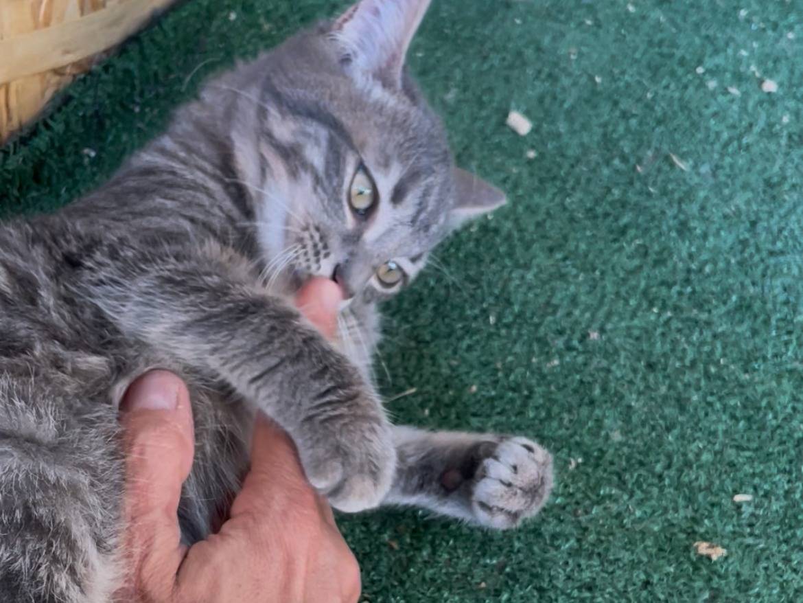 Adotta un gatto, femmina, 8 mesi, Sud