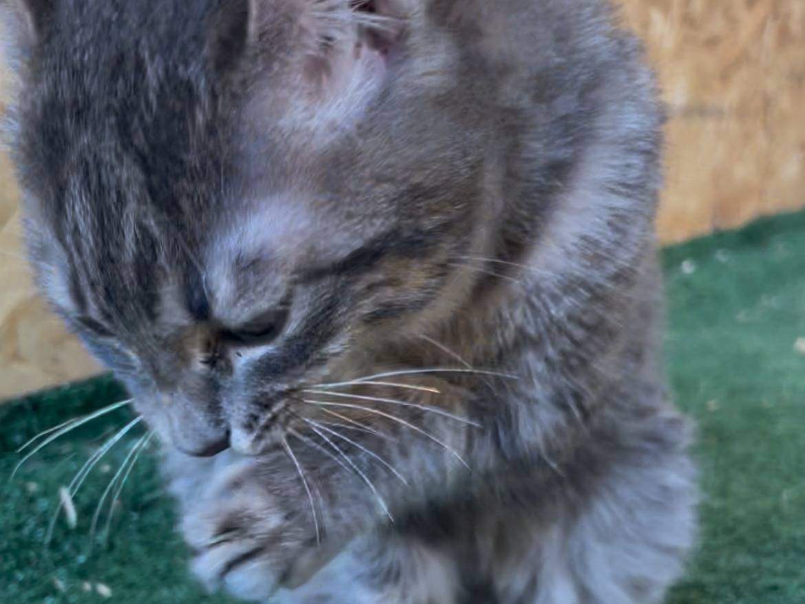 Vuoi adottare un gatto a Sud?