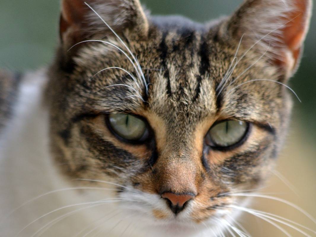 Adozione gatto, femmina, Razza sconosciuta Razza sconosciuta, 3 anni e 8 mesi, taglia non valida, Roma