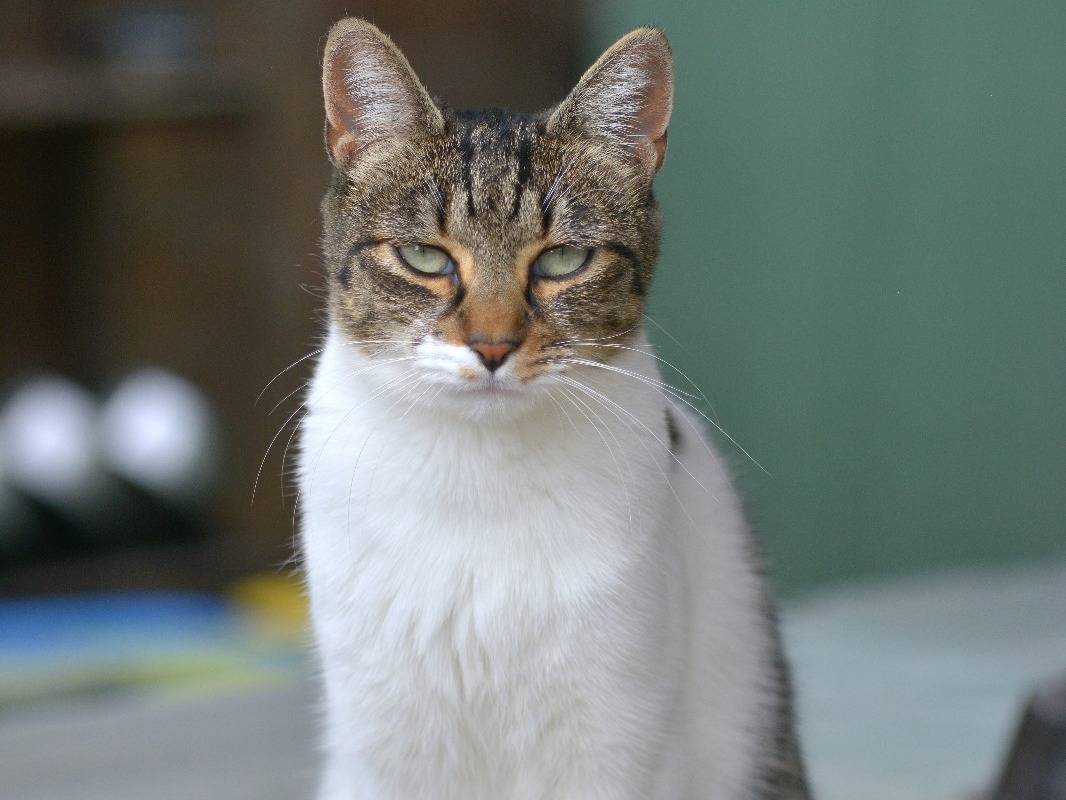 Adotta un gatto, femmina, 3 anni e 8 mesi, Roma