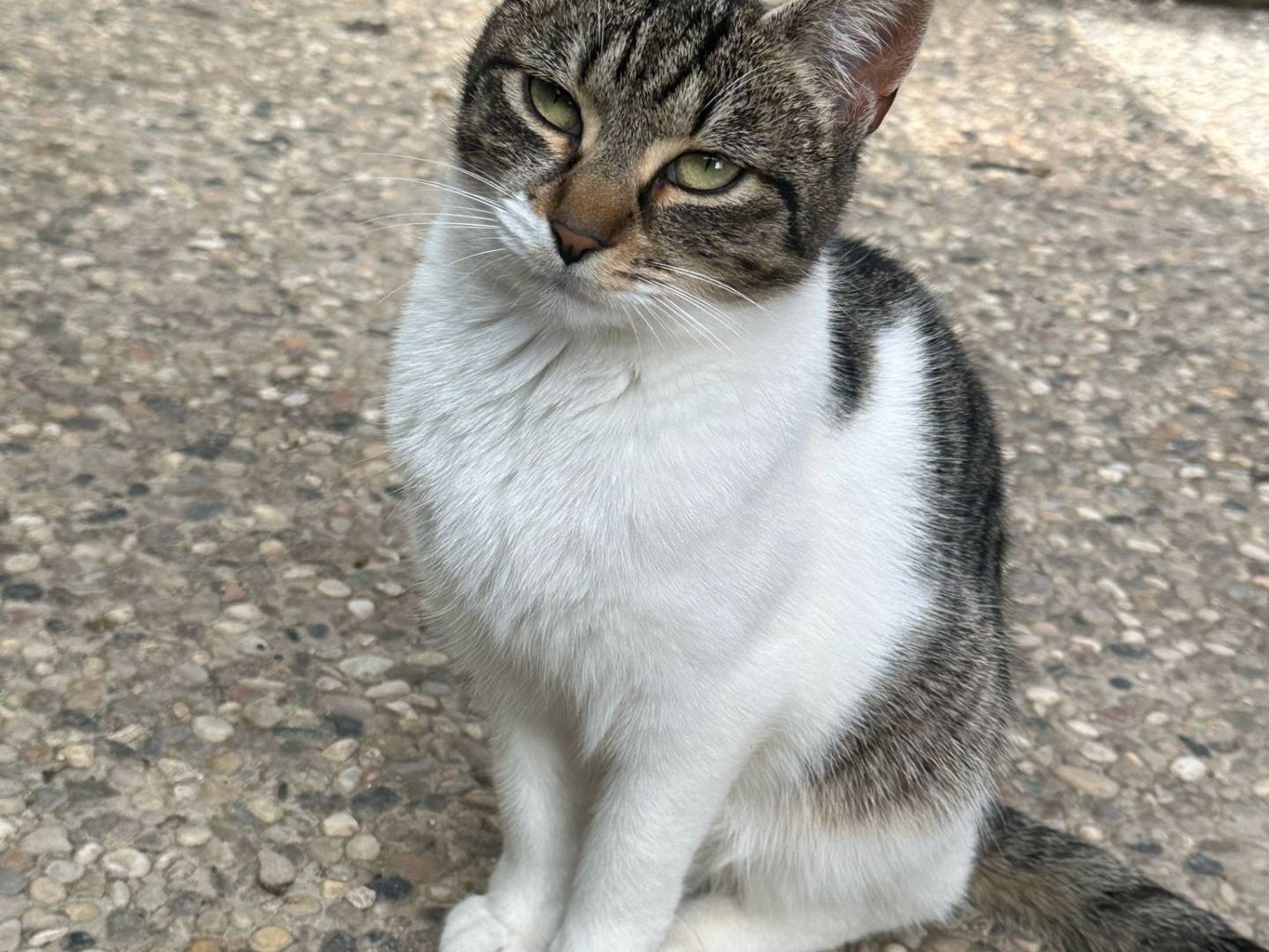 Adotta un gatto, taglia non valida, femmina, Roma