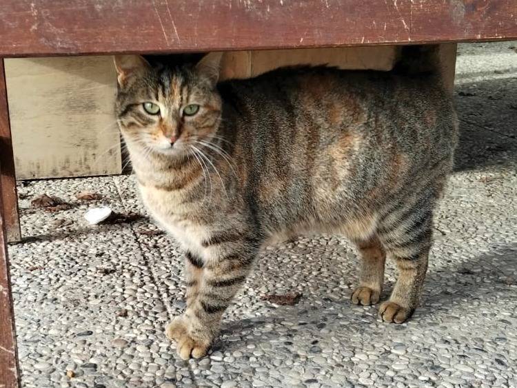 Adozione gatto, femmina, Razza sconosciuta Razza sconosciuta, 2 anni e 9 mesi, taglia non valida, Roma