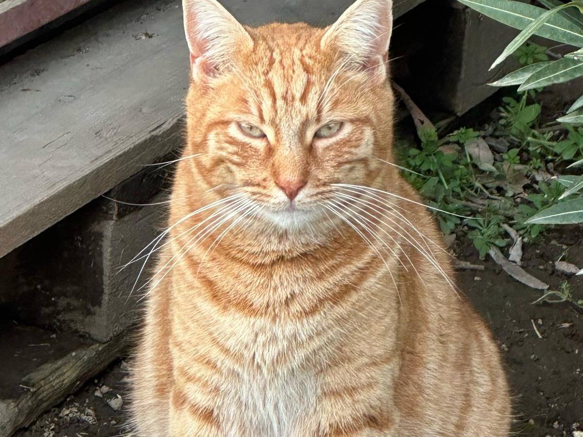 Adozione gatto, maschio, Razza sconosciuta Razza sconosciuta, 3 anni e 8 mesi, taglia non valida, Roma