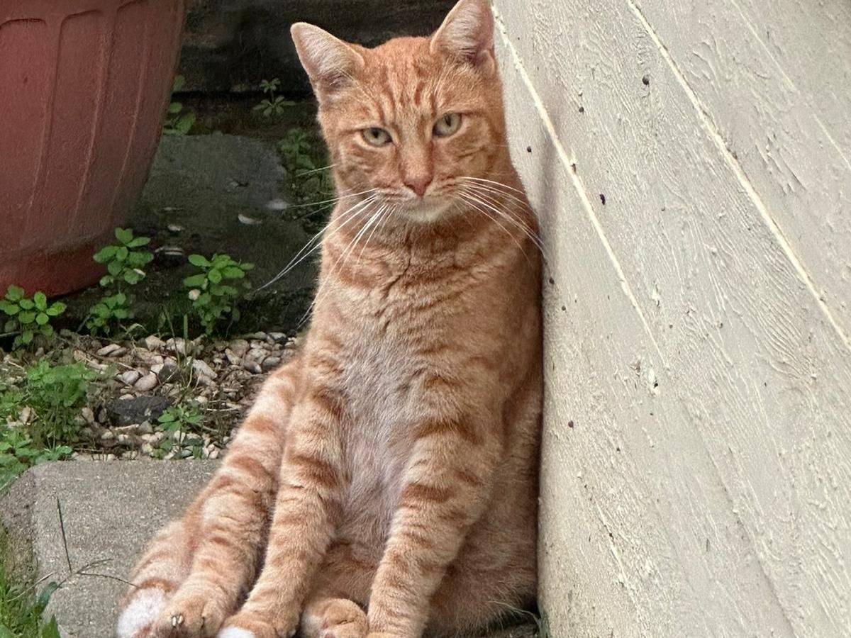 Adotta un gatto, maschio, 3 anni e 8 mesi, Roma