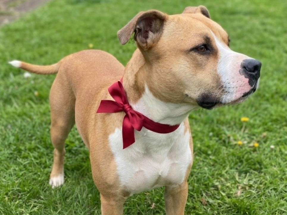 Adotta un cane, taglia media, femmina, Bergamo