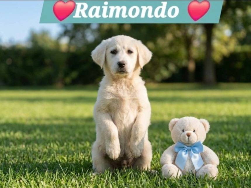 Adotta un cane, maschio, 2 mesi, Potenza