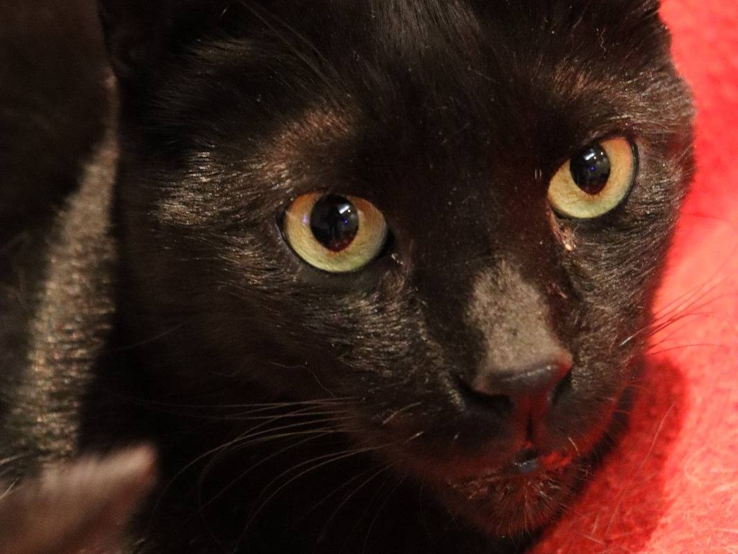 Adotta un gatto, maschio, 4 anni e 9 mesi, Barletta