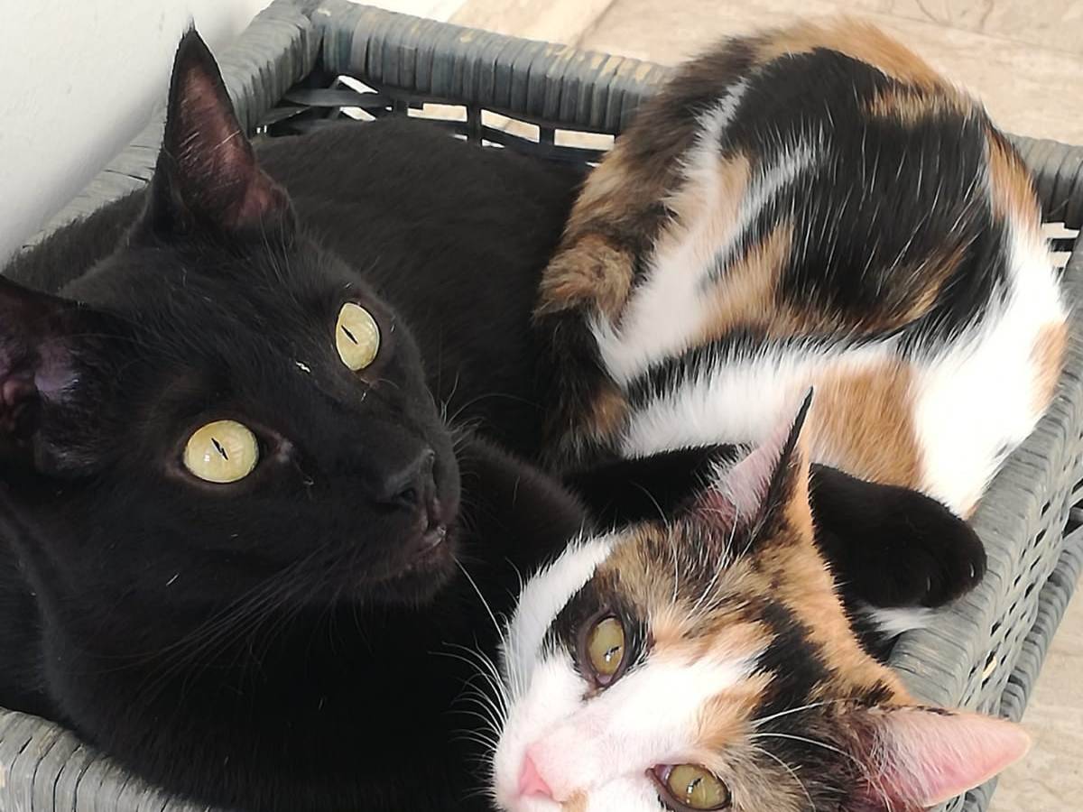 Adotta il gatto Geii a Barletta