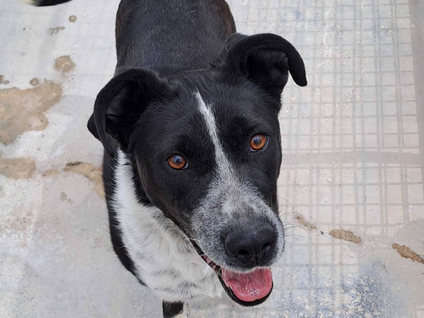 Adotta un cane, femmina, 3 anni e 4 mesi, Barletta