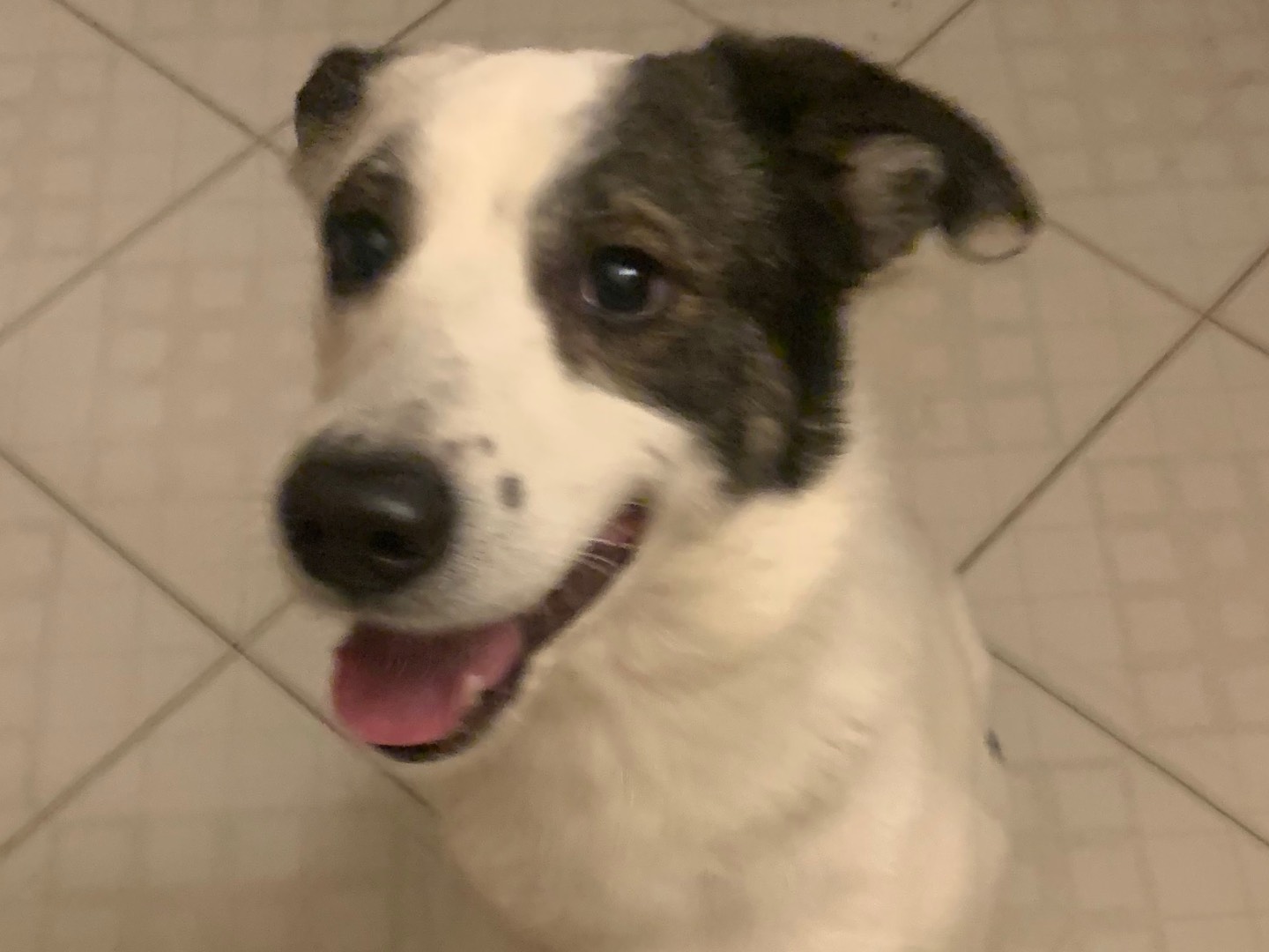 Adotta il cane Sheitan a Milano