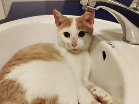 Adozione gatto, maschio, Razza sconosciuta Razza sconosciuta, 6 mesi, taglia non valida, Torino