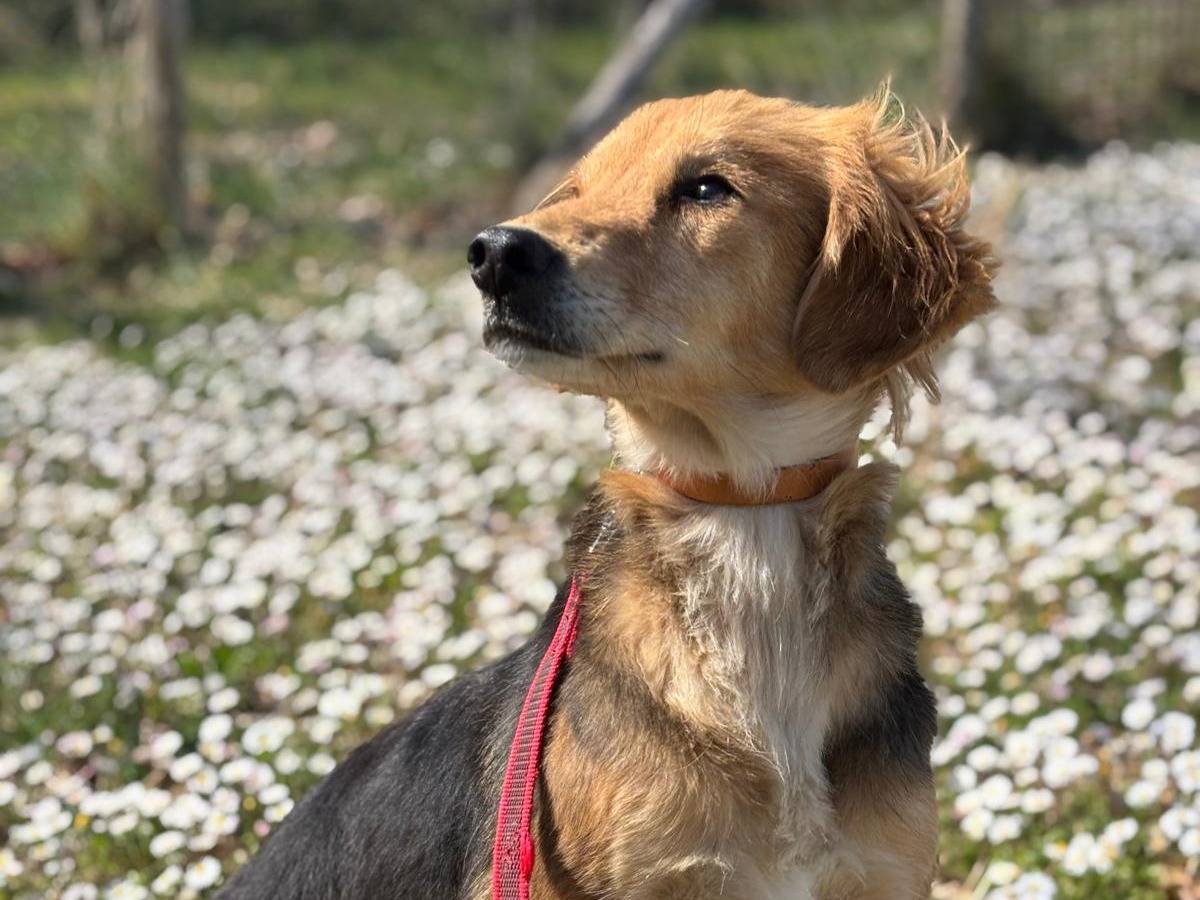 Vuoi adottare un cane a Pisa?