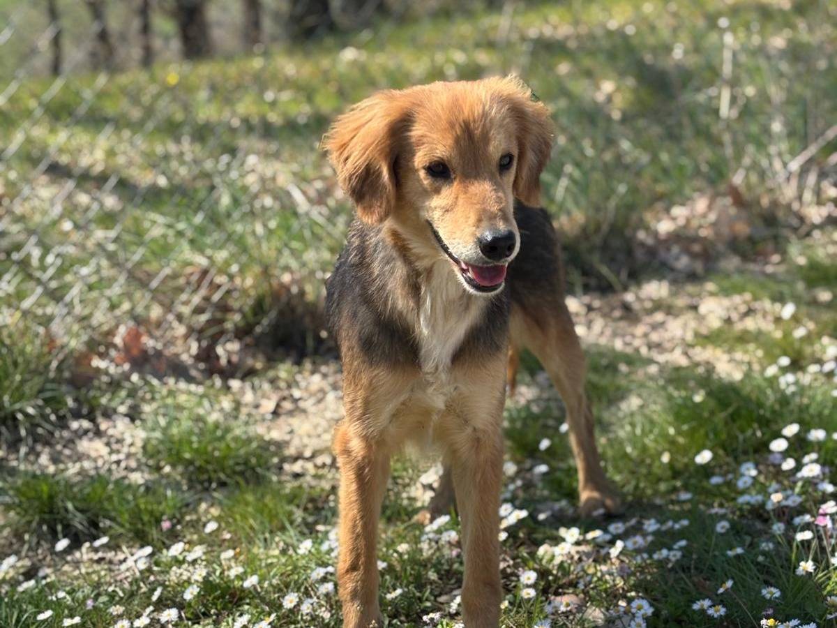 Adotta il cane Sara  a Pisa