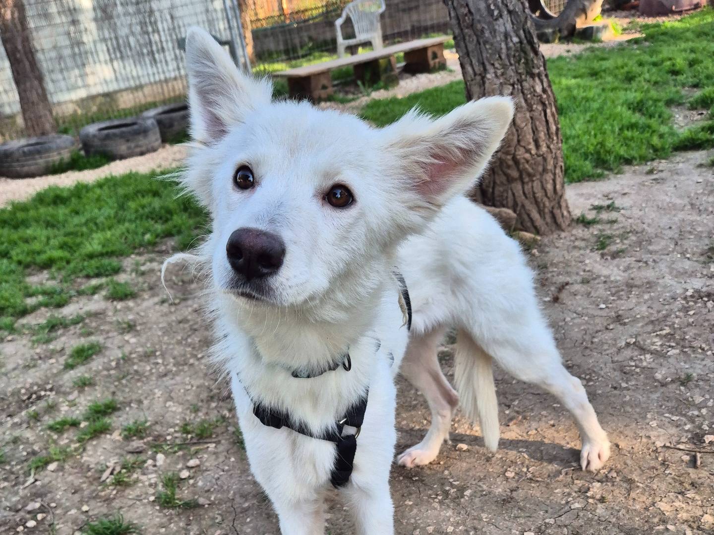 Adotta un cane, femmina, 9 mesi, Barletta