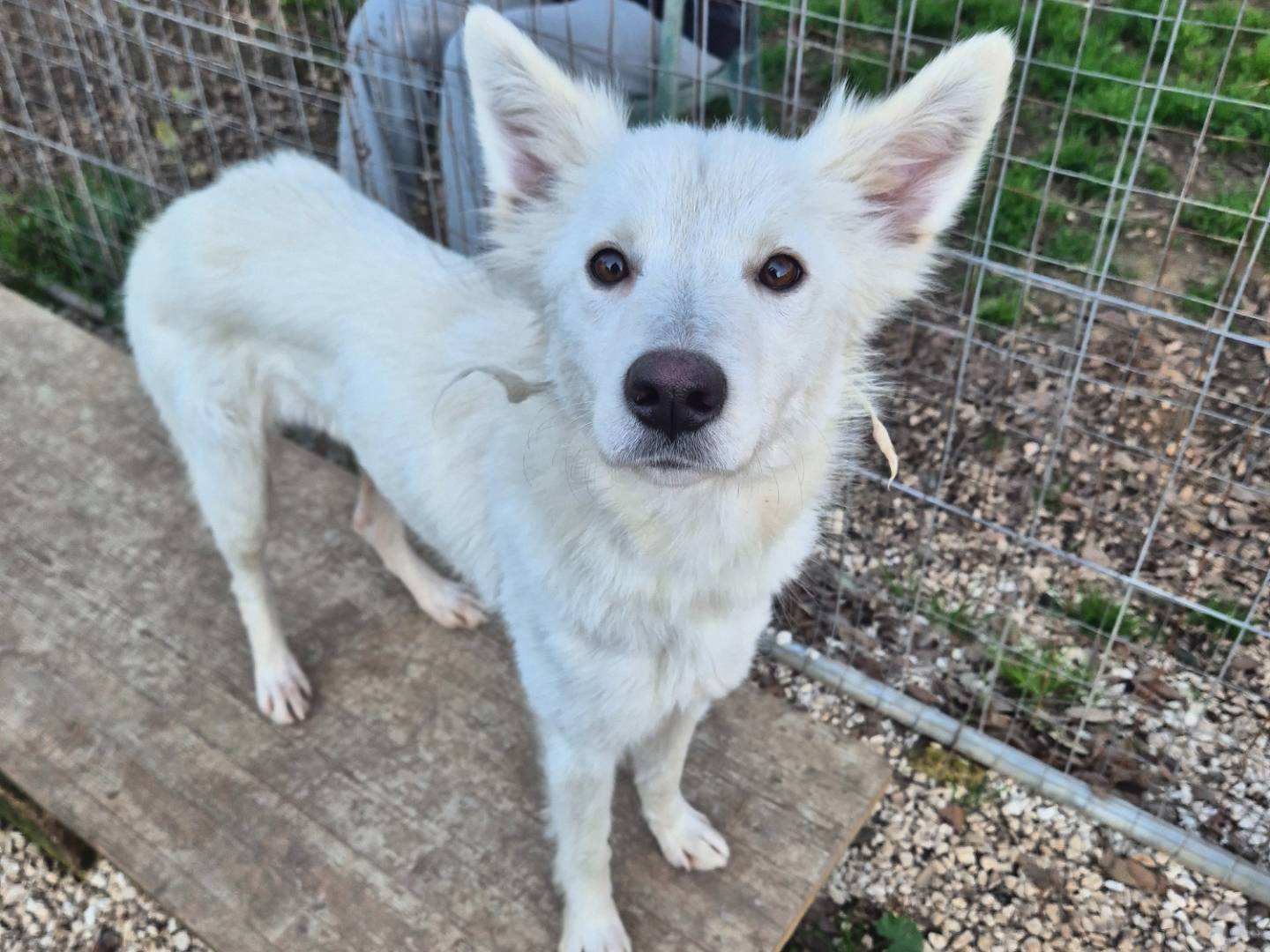 Adotta un cane, taglia media contenuta, femmina, Barletta