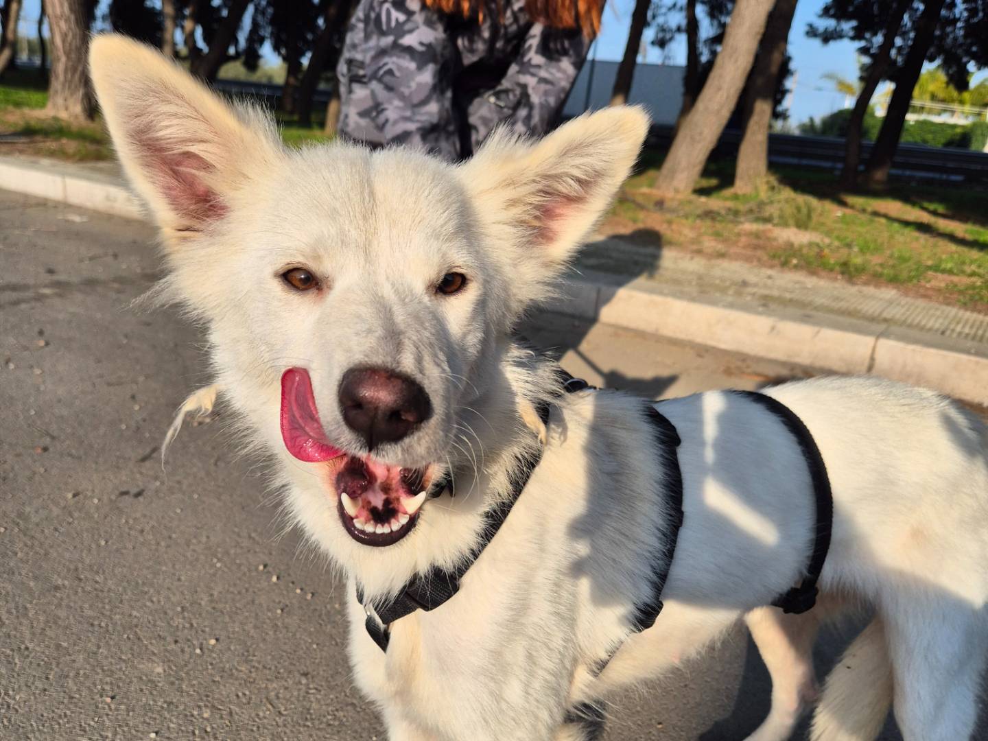 Vuoi adottare un cane a Barletta?