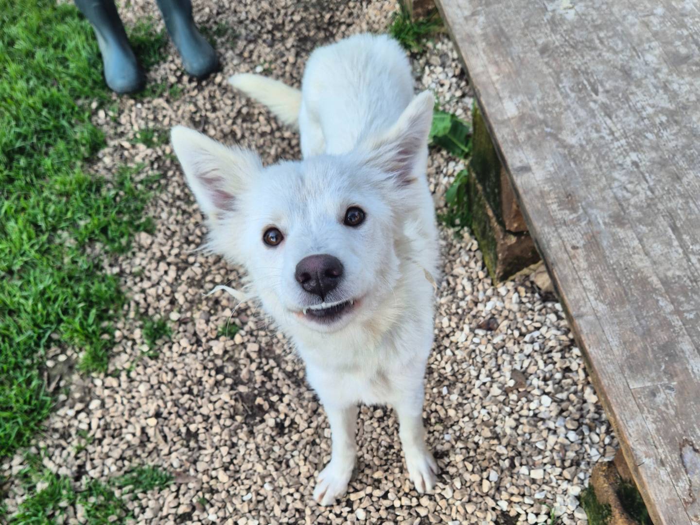 Adotta il cane Lily a Barletta