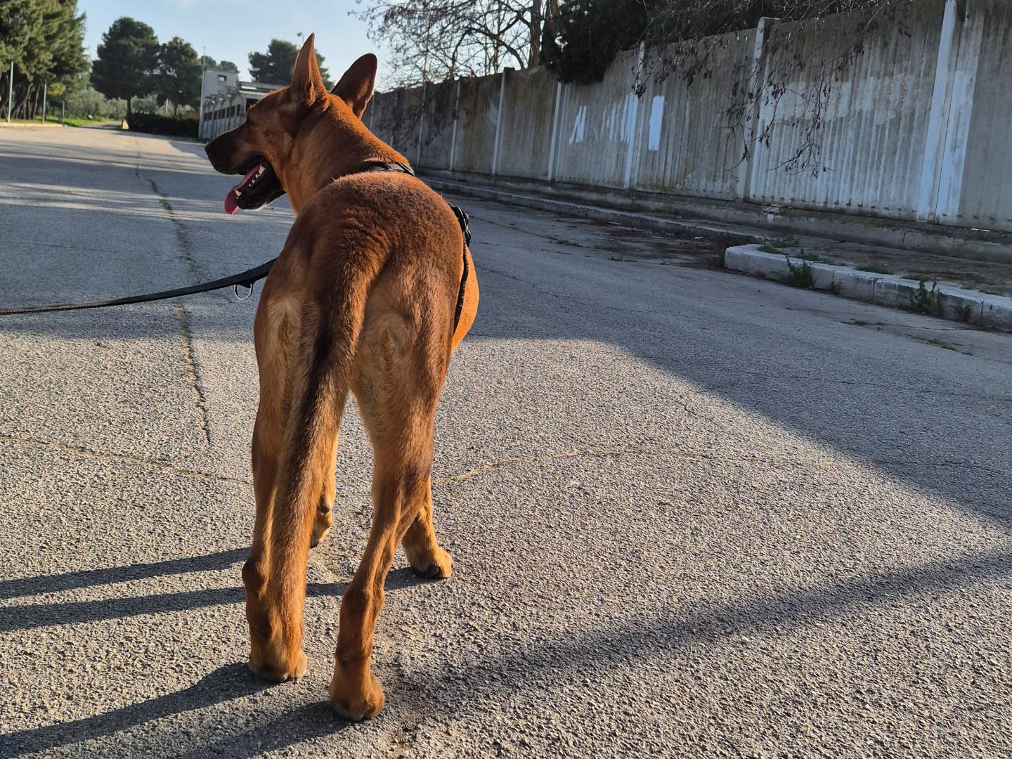 Vuoi adottare un cane a Barletta?