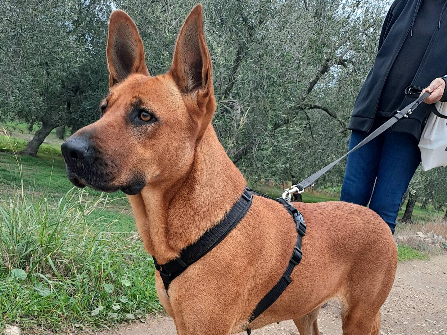 Adotta il cane Bruna a Barletta