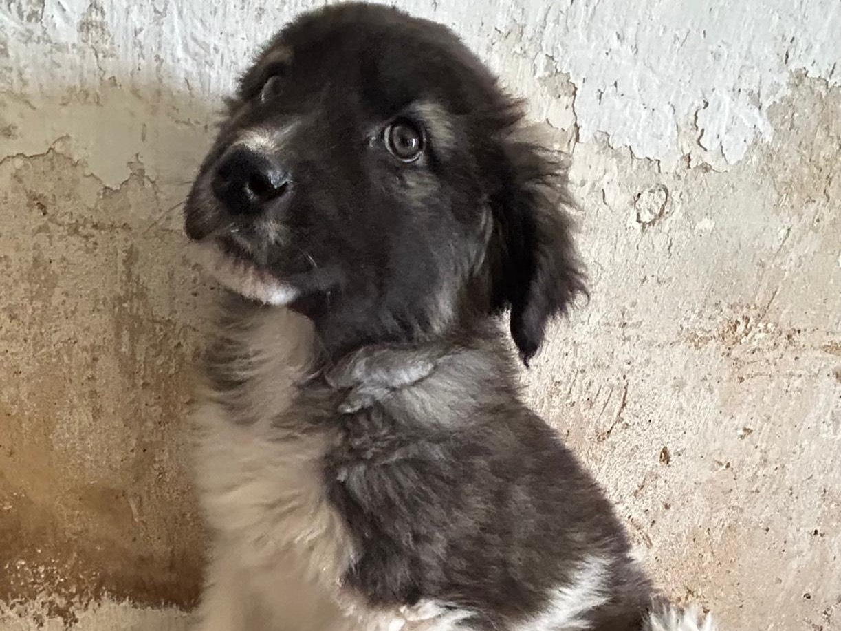 Adozione cane, maschio, Pastore australiano Razza sconosciuta, 3 mesi, taglia gigante, Siracusa