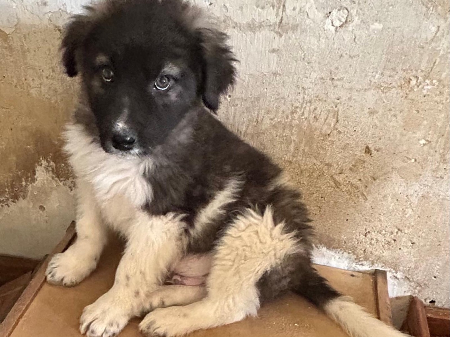 Adotta un cane, maschio, 3 mesi, Siracusa