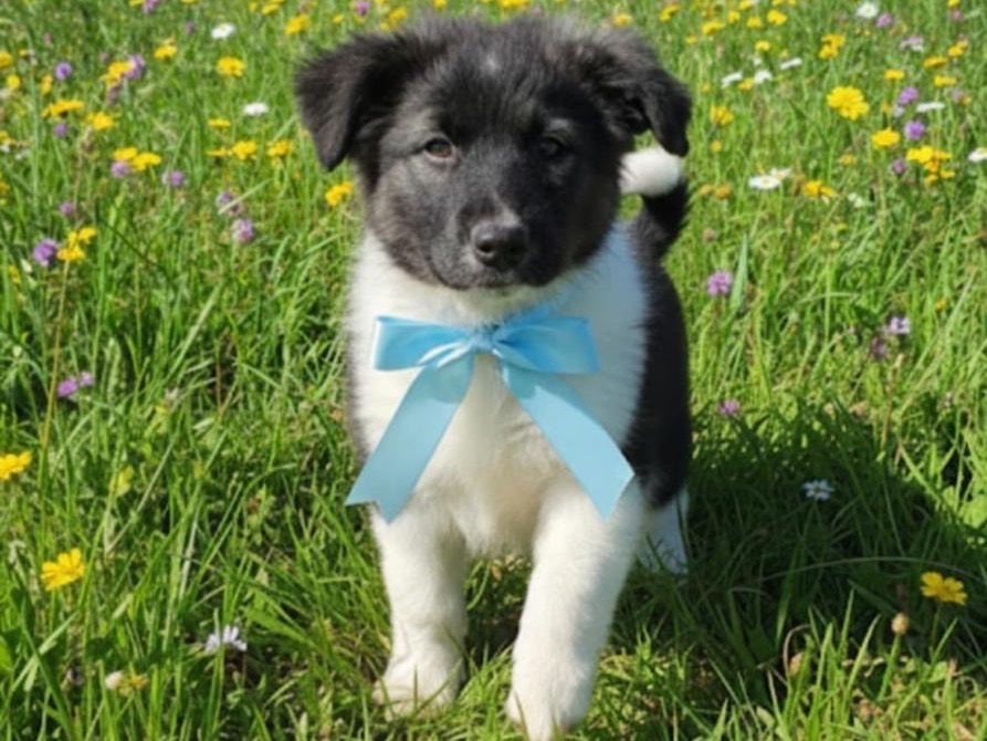 Adotta un cane, taglia gigante, maschio, Siracusa