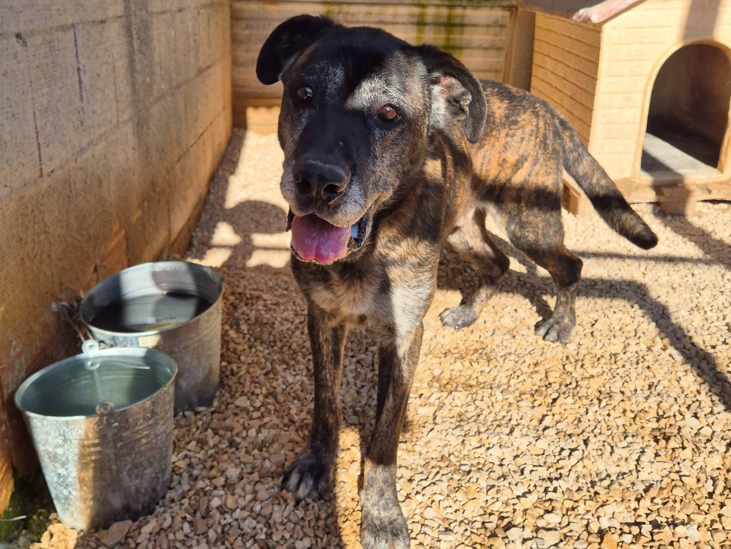 Vuoi adottare un cane a Barletta?