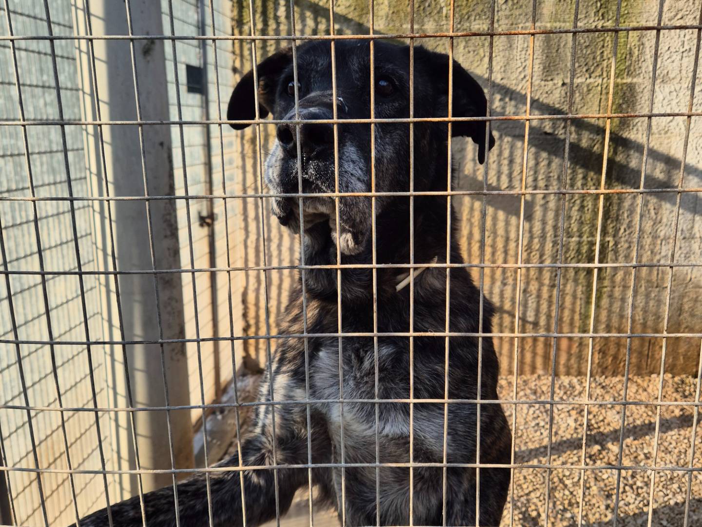 Adotta il cane Eros a Barletta