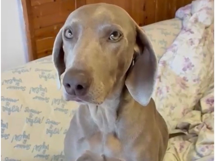 Adozione cane, femmina, Weimaraner Razza sconosciuta, 6 anni e 3 mesi, taglia grande, Latina