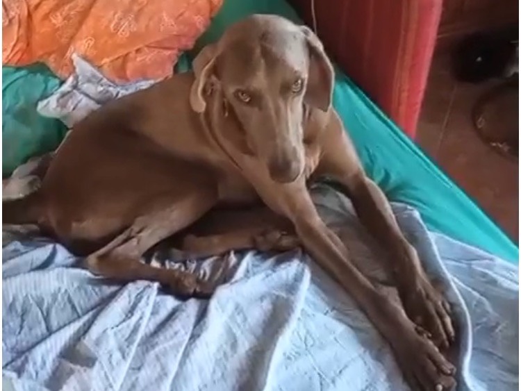 Adotta un cane, taglia grande, femmina, Latina