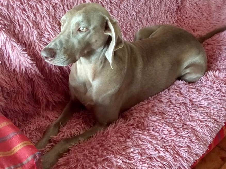 Adotta il cane Giulia a Latina