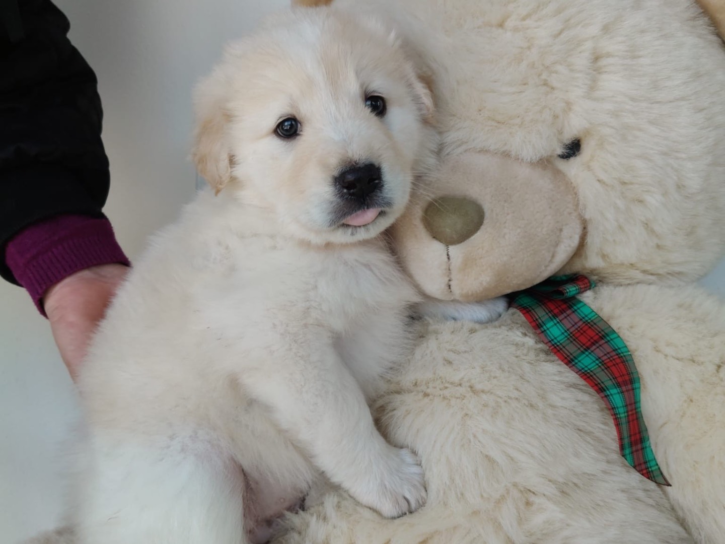 Adozione cane, maschio, Razza sconosciuta Razza sconosciuta, 2 mesi, taglia grande, Crotone