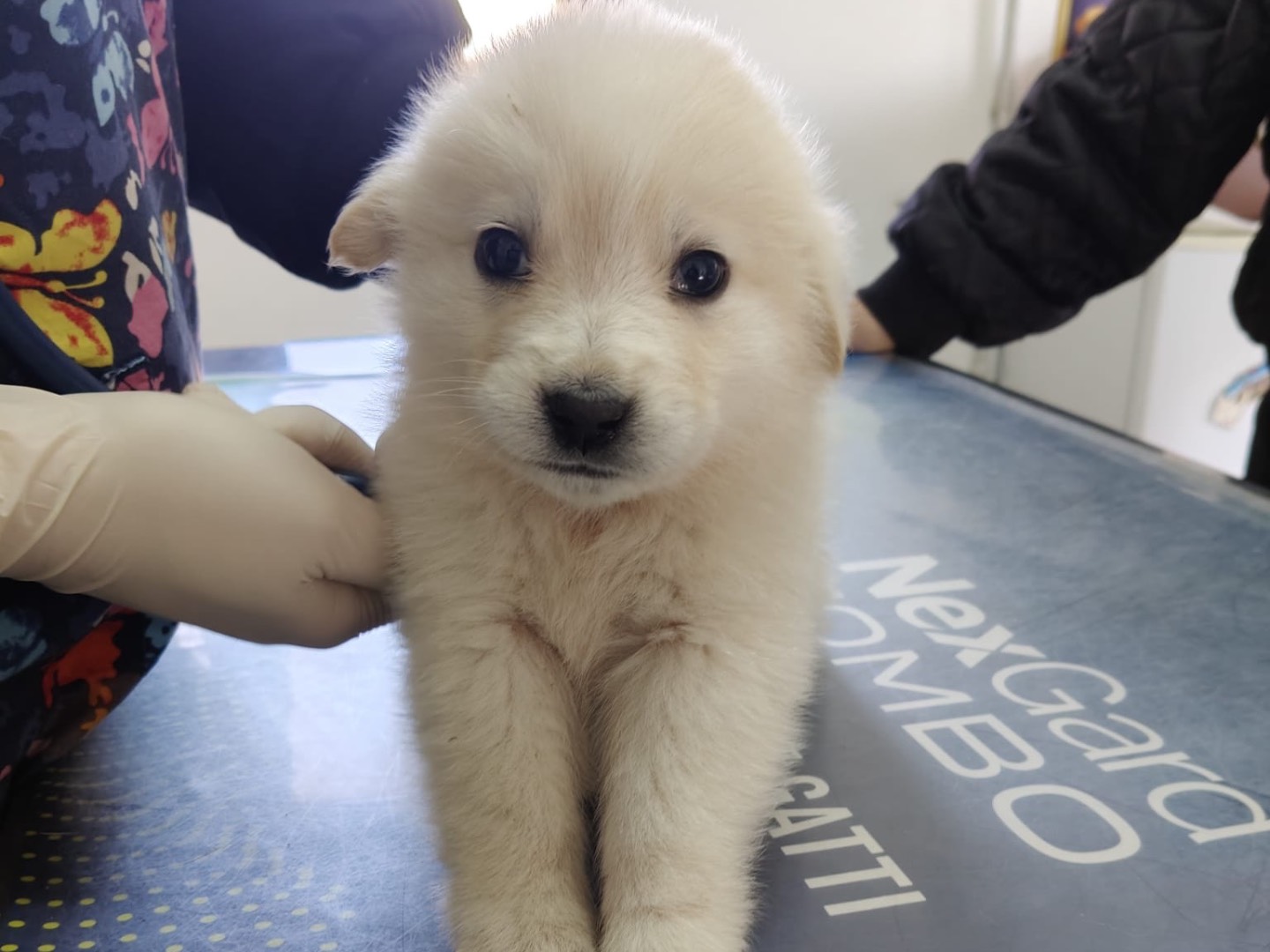 Adotta un cane, maschio, 2 mesi, Crotone