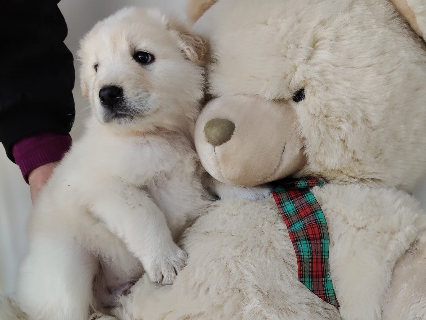 Adotta un cane, taglia grande, maschio, Crotone