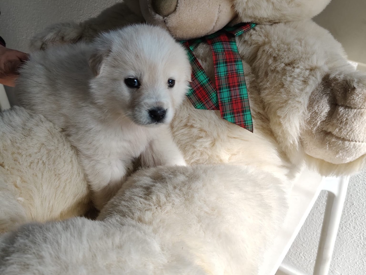 Vuoi adottare un cane a Crotone?