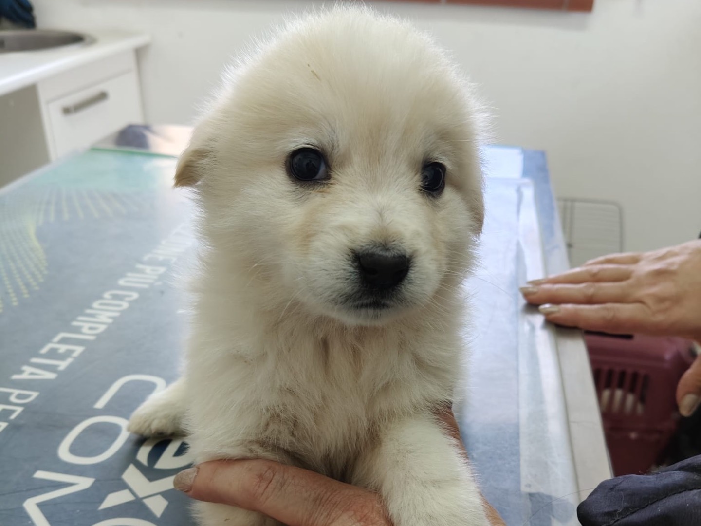 Adotta il cane BIANCHINO a Crotone