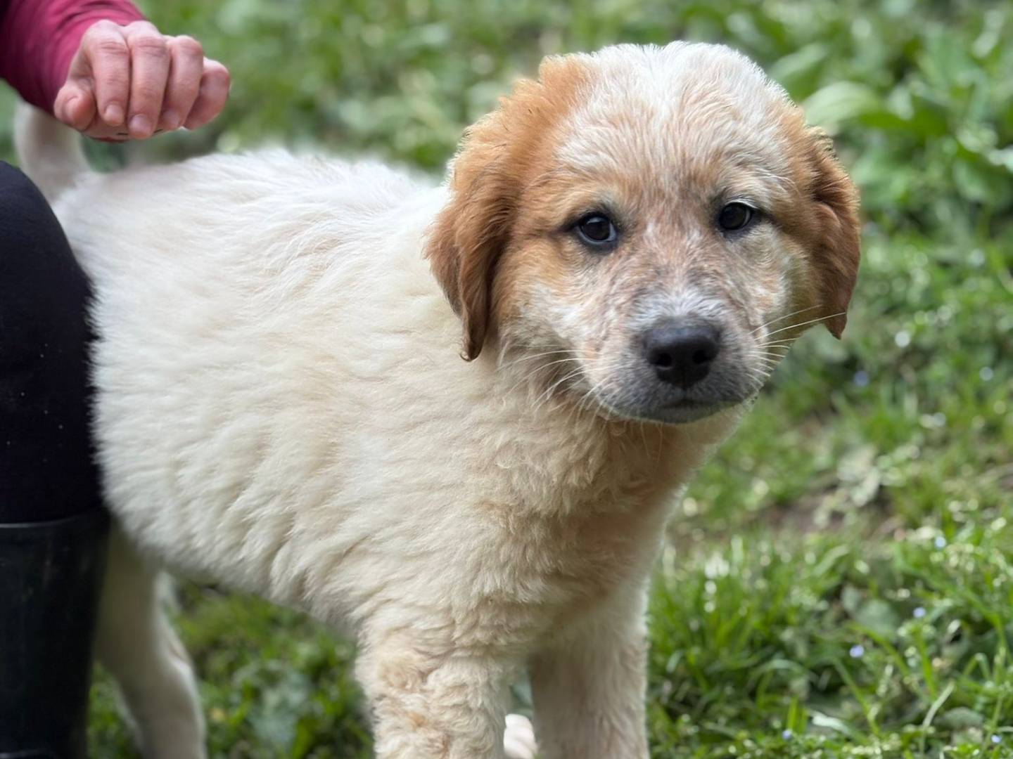 Adotta un cane, maschio, 2 mesi, Varese