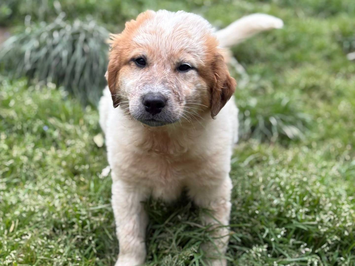 Adotta un cane, taglia grande, maschio, Varese