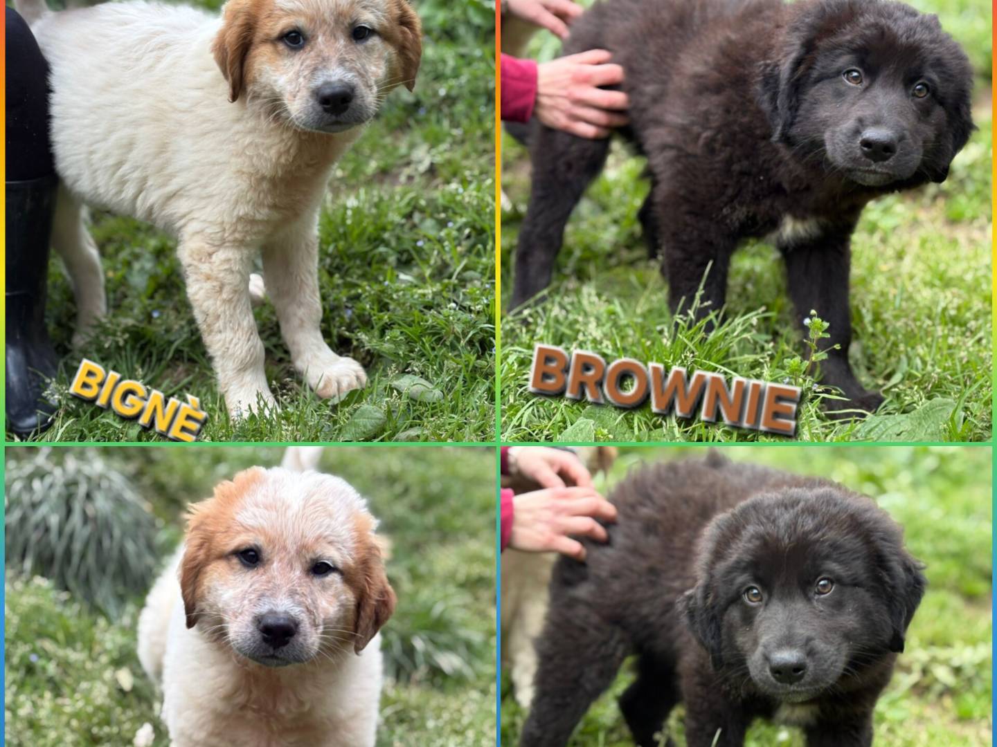 Adotta il cane MERAVIGLIE ASPETTANO UNA MAMMA a Varese