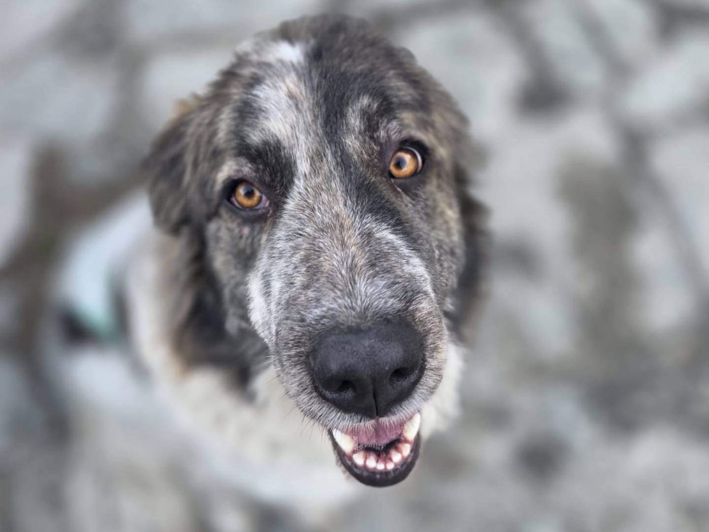 Adozione cane, femmina, Pastore maremmano Razza sconosciuta, 1 anno e 9 mesi, taglia grande, Torino