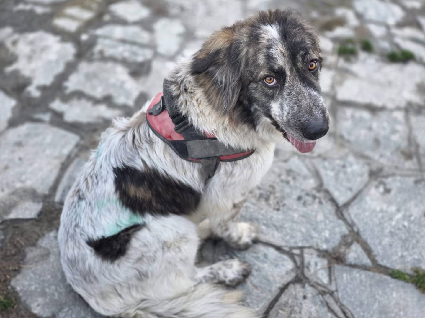 Adotta un cane, femmina, 1 anno e 9 mesi, Torino
