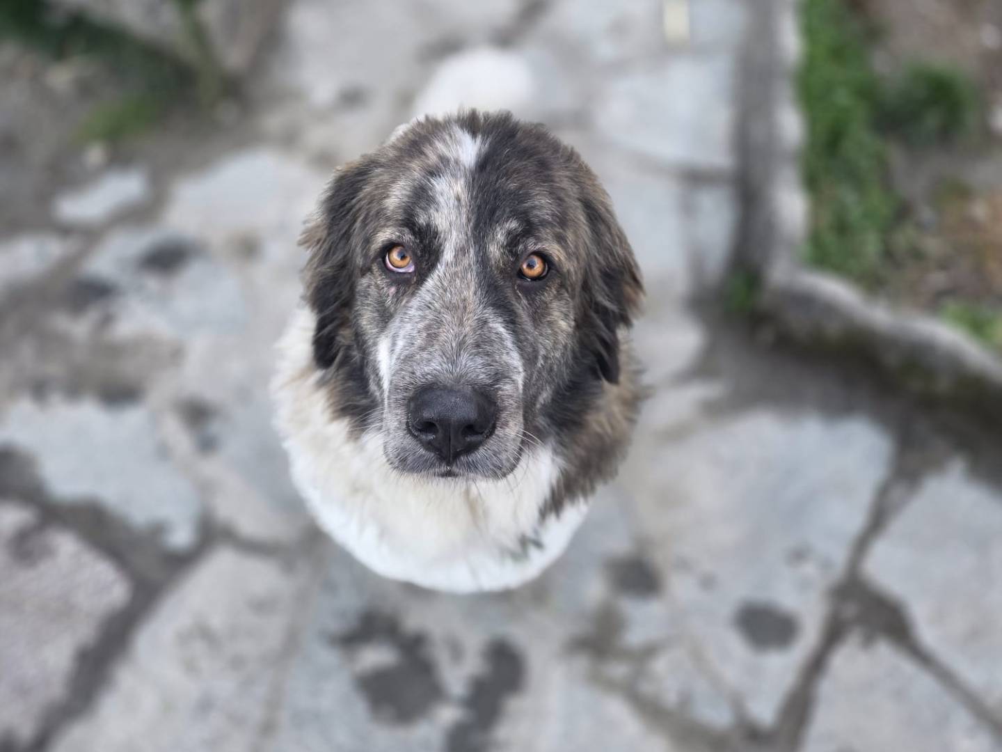 Adotta un cane, taglia grande, femmina, Torino