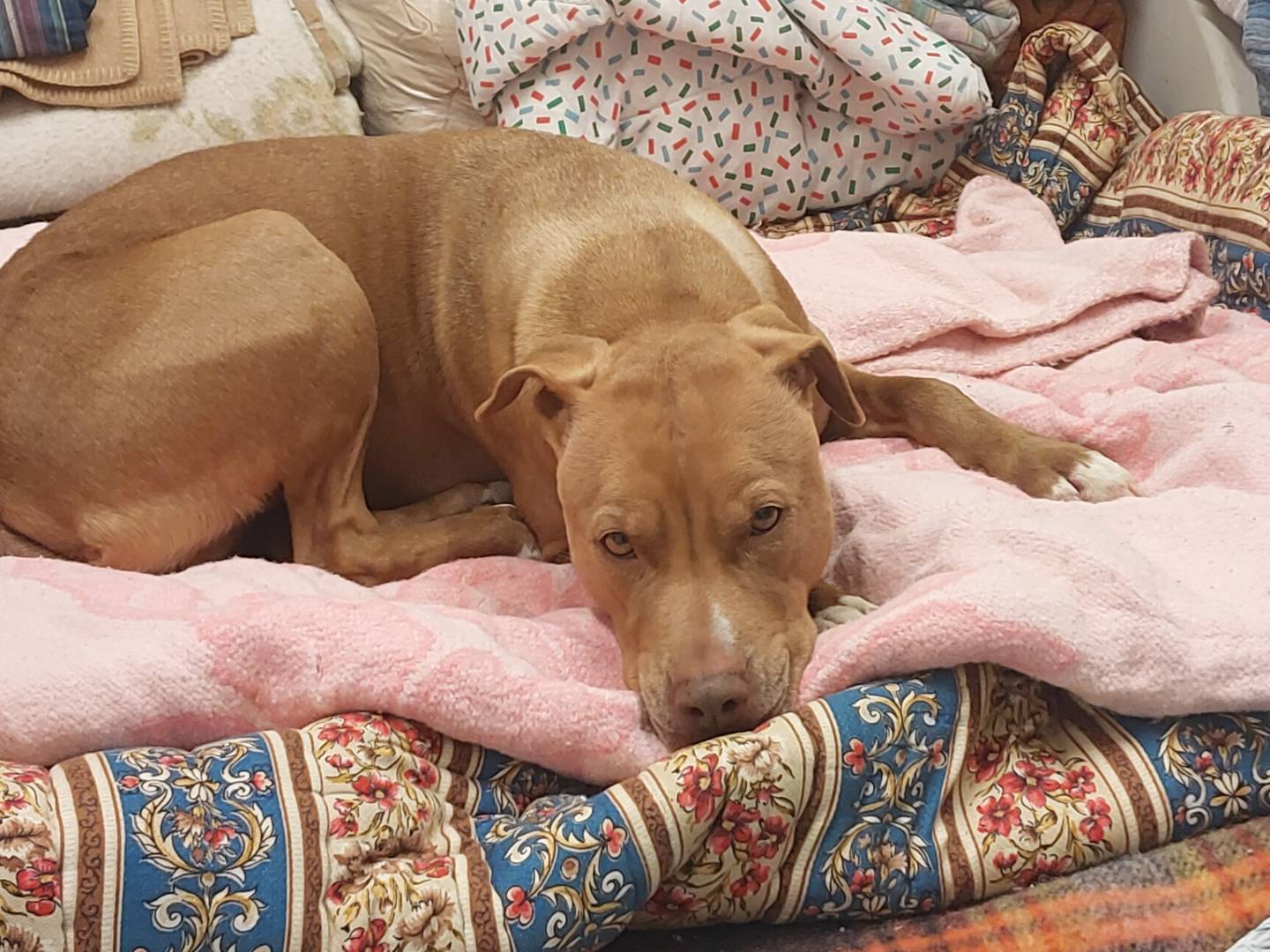 Adotta il cane Zoe a Torino