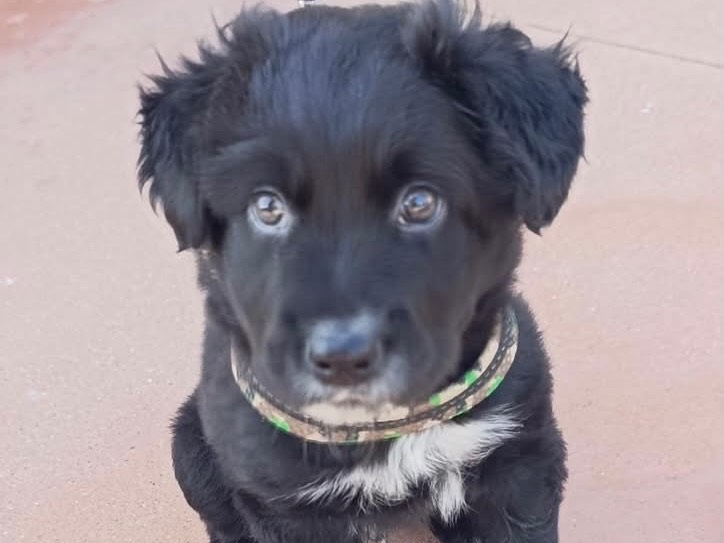 Adozione cane, maschio, Razza sconosciuta Razza sconosciuta, 2 mesi, taglia grande, Brescia