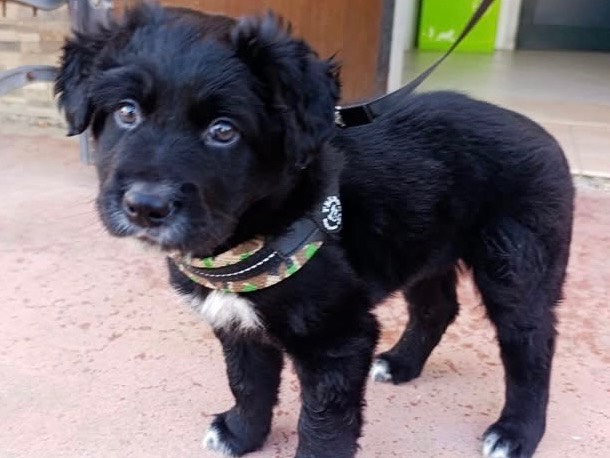 Adotta un cane, maschio, 2 mesi, Brescia