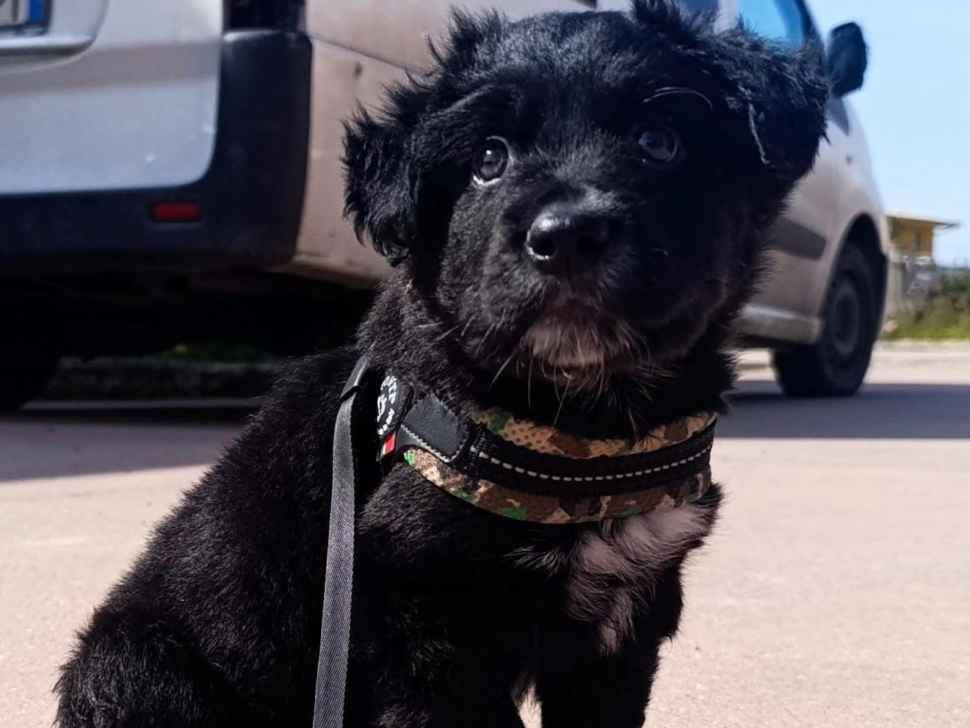 Vuoi adottare un cane a Brescia?