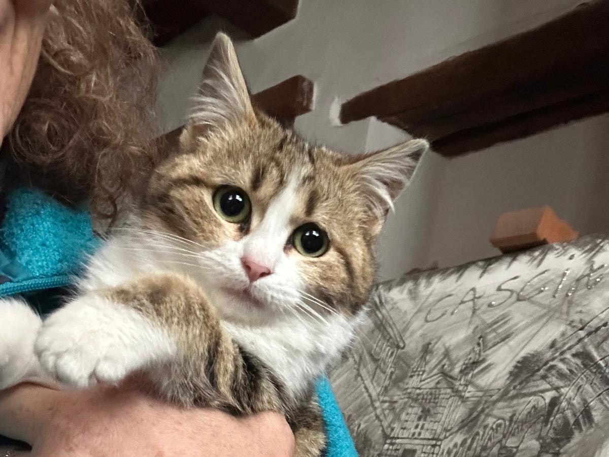 Adozione gatto, femmina, Razza sconosciuta Razza sconosciuta, 3 mesi, taglia non valida, Perugia