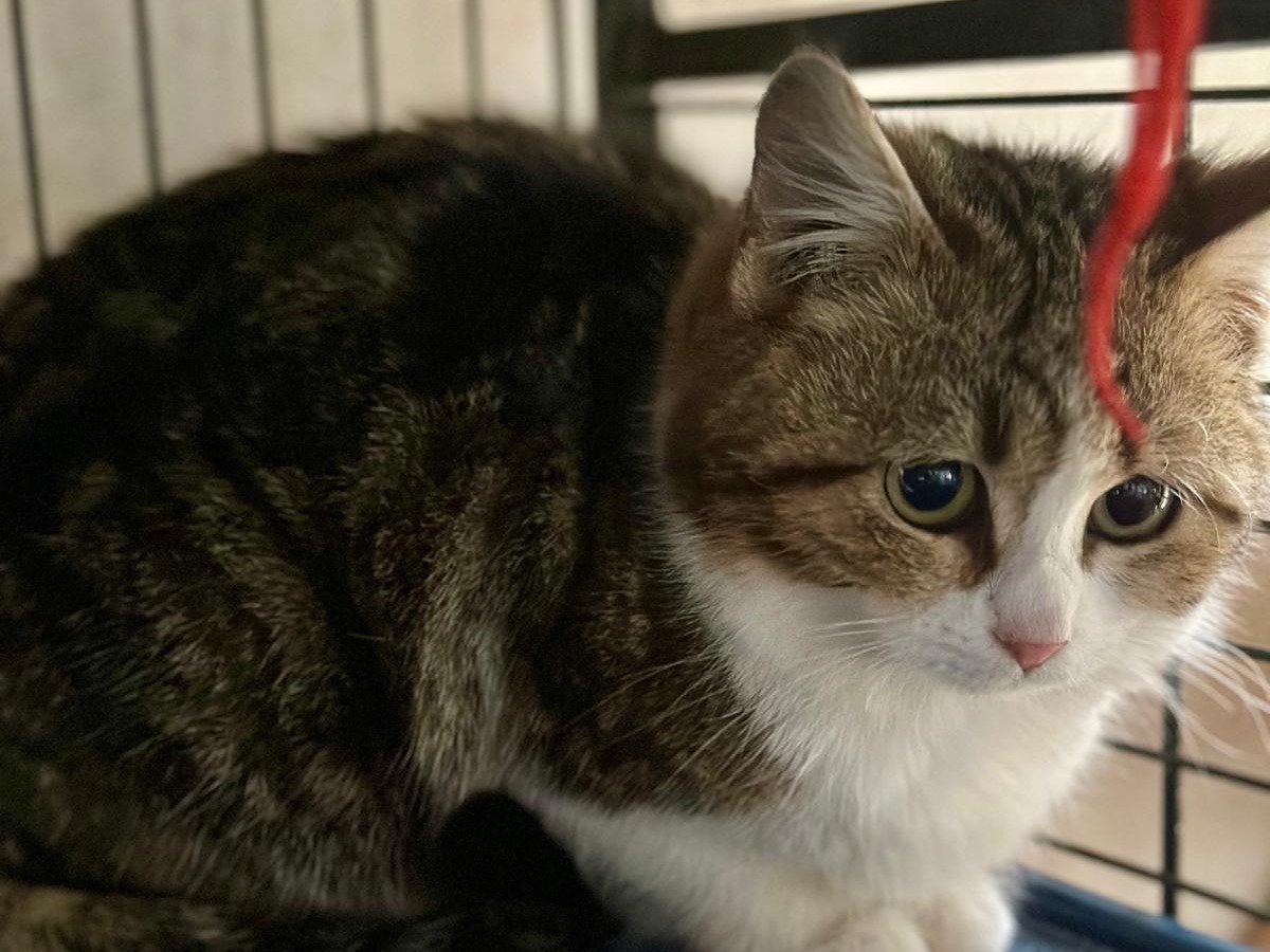 Adotta un gatto, femmina, 3 mesi, Perugia