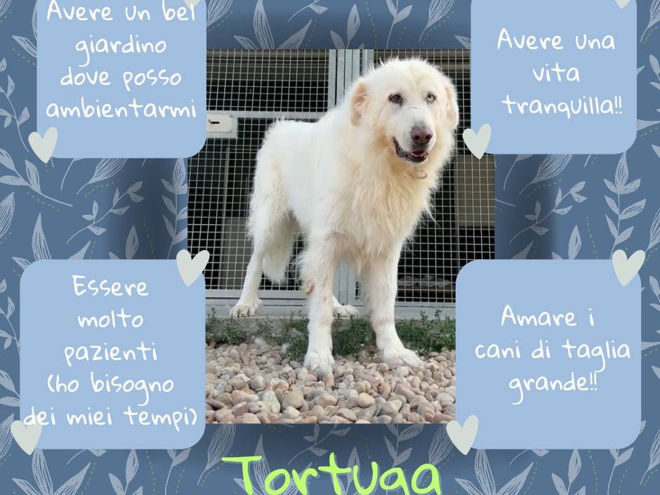 Vuoi adottare un cane a Torino?