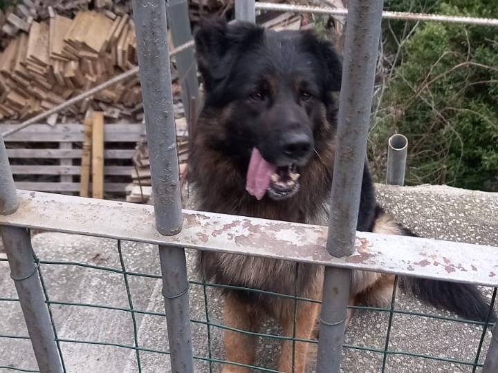 Vuoi adottare un cane a Catanzaro?